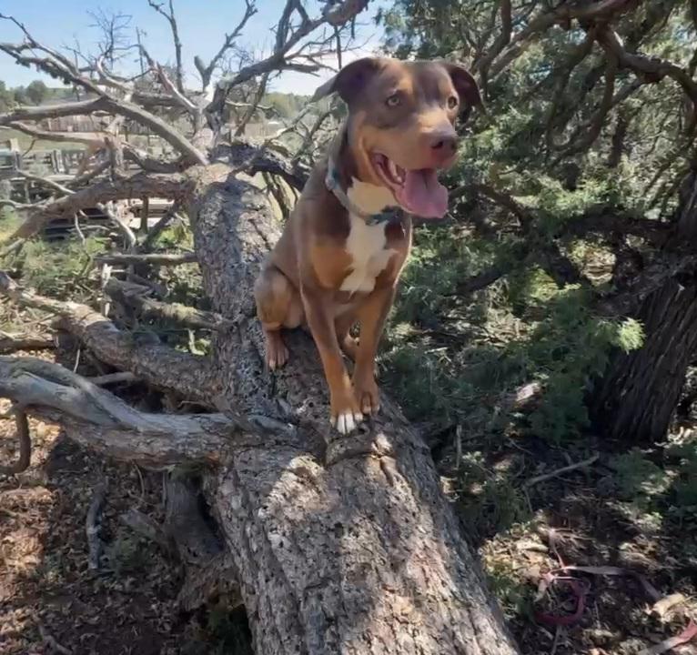 Gio, a Adoptable mixed breed in Cortez, CO image 4/4