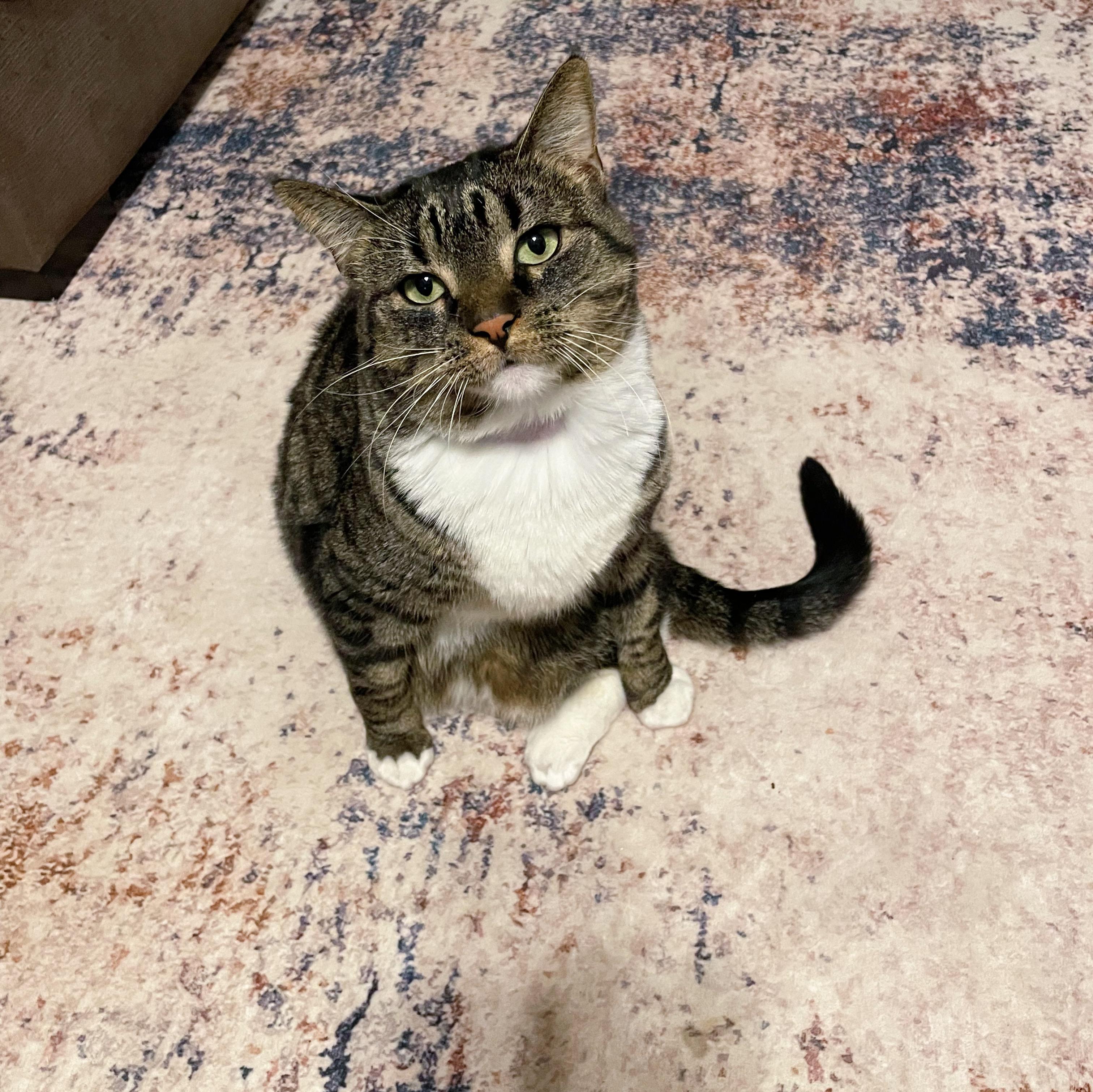 Enlarge Ellie, a ADOPTABLE Domestic Short Hair in Bethel, OH image 2/5