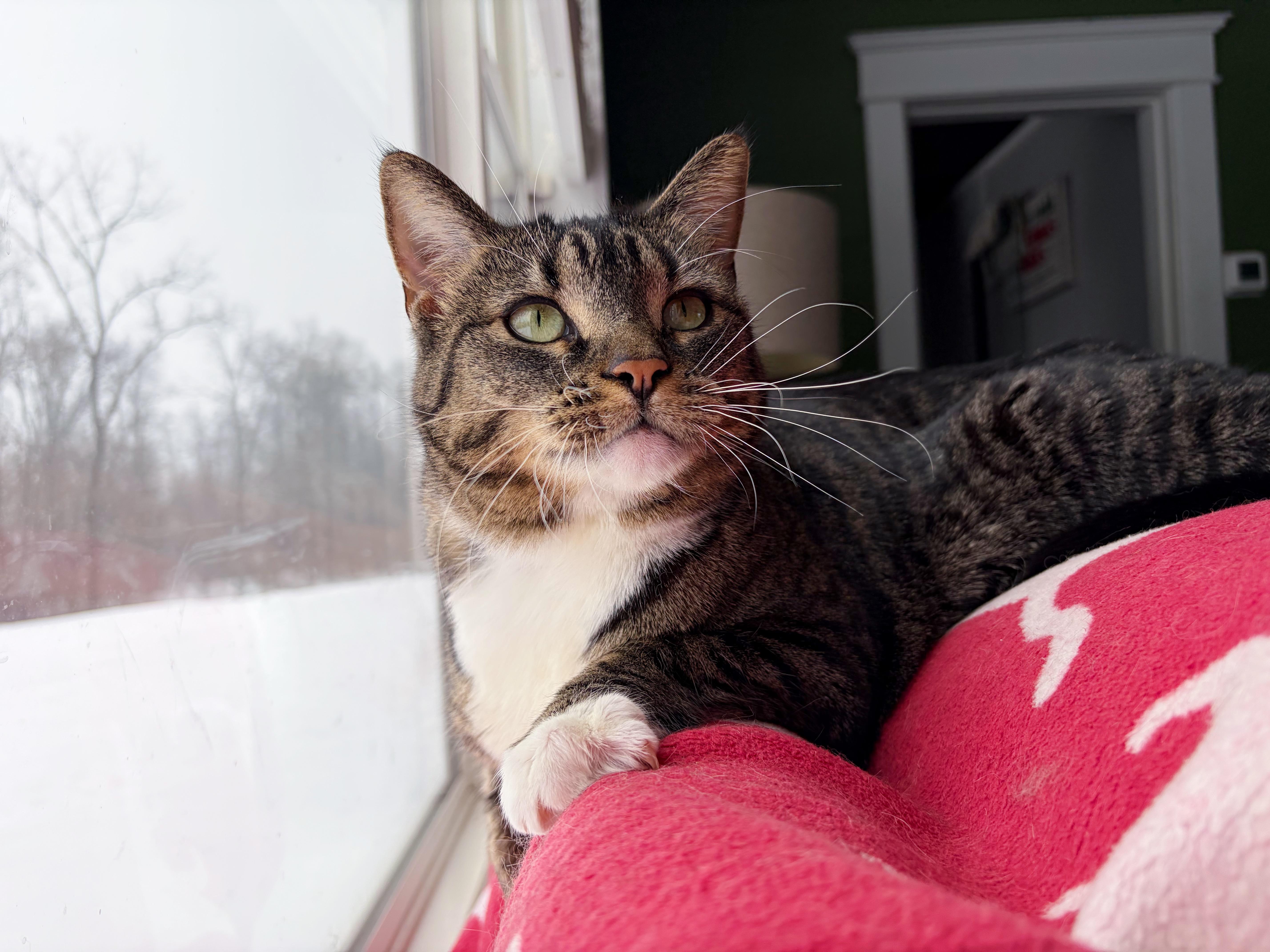 Enlarge Ellie, a ADOPTABLE Domestic Short Hair in Bethel, OH image 1/5