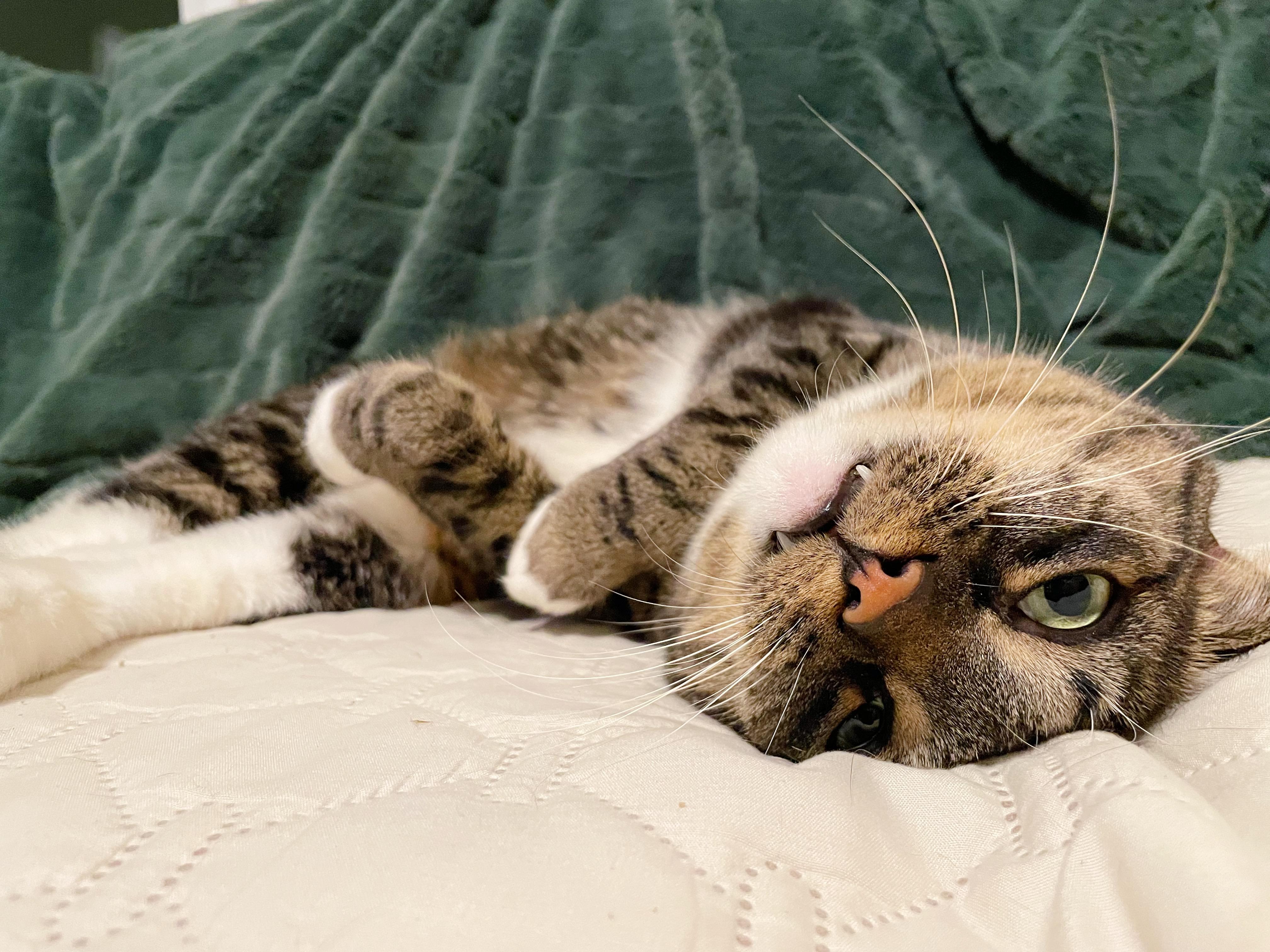 Enlarge Ellie, a ADOPTABLE Domestic Short Hair in Bethel, OH image 4/5