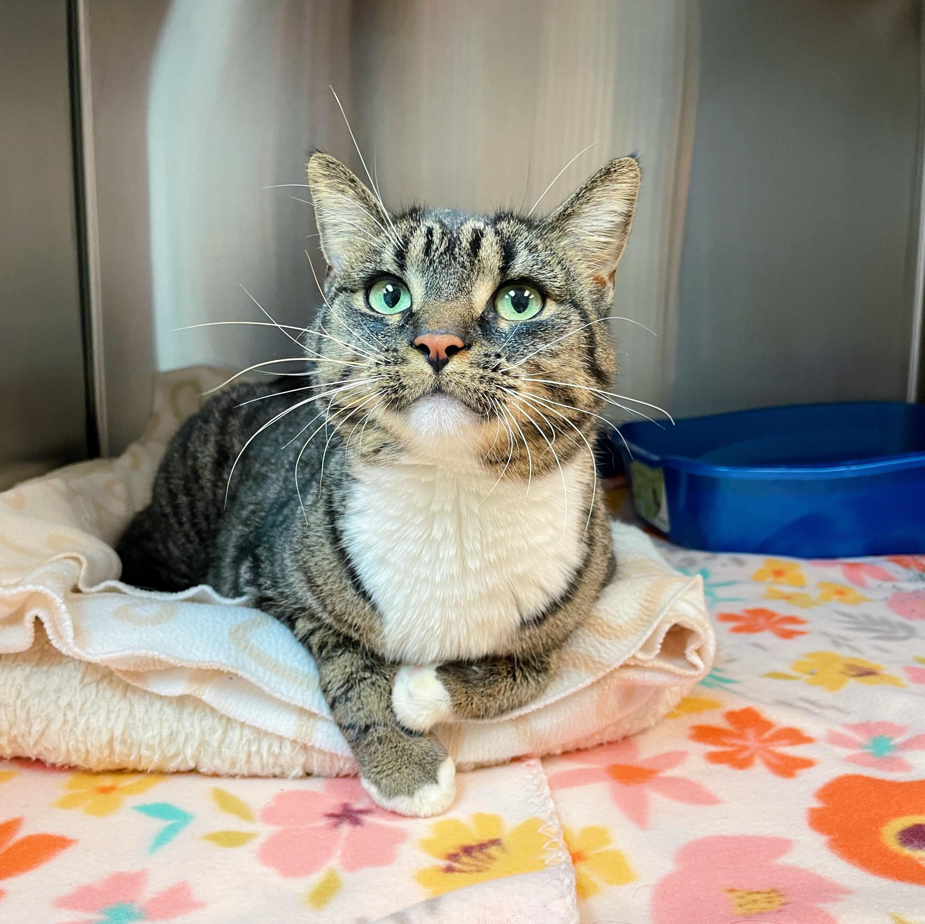 Enlarge Ellie, a ADOPTABLE Domestic Short Hair in Bethel, OH image 3/5