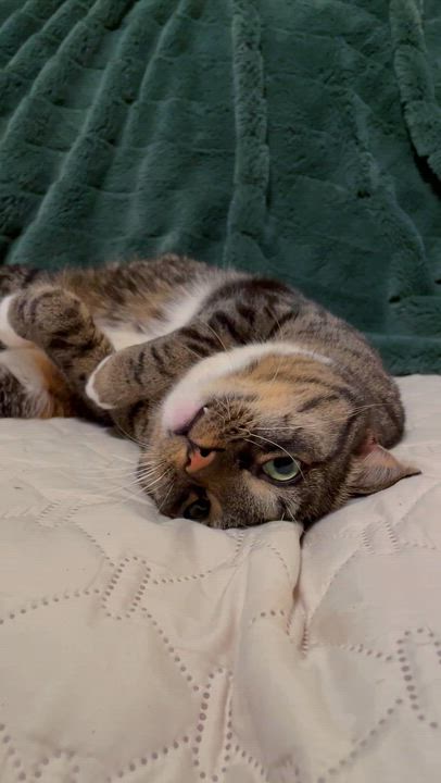 Enlarge Ellie, a ADOPTABLE Domestic Short Hair in Bethel, OH video 5/5