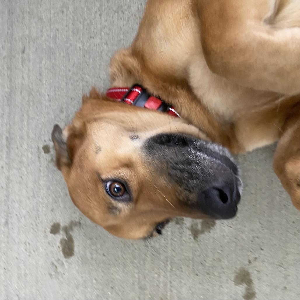 Theodora, Adoptable, Adult Female Basset Hound.