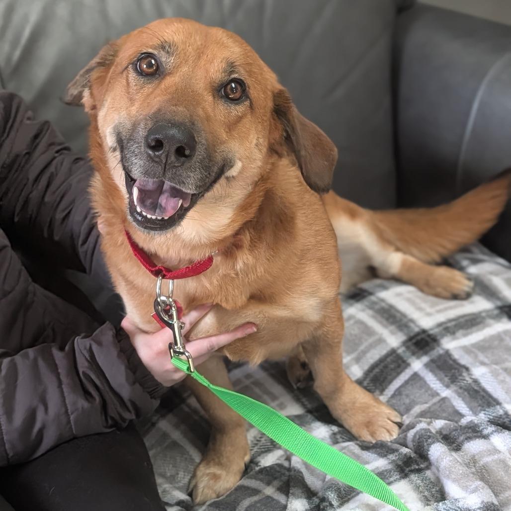 Enlarge Theodora, a Adoptable mixed breed in Delaware, OH image 3/6