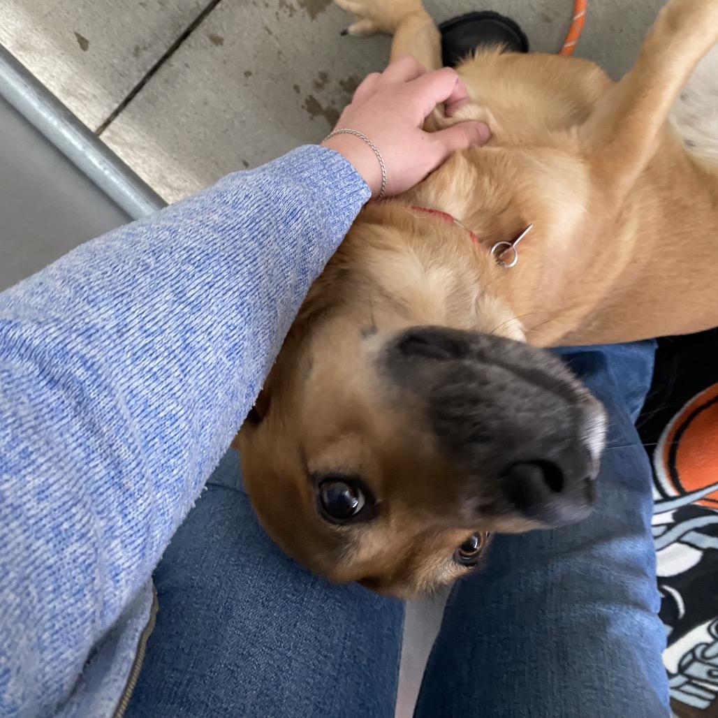 Enlarge Theodora, a Adoptable mixed breed in Delaware, OH image 4/6