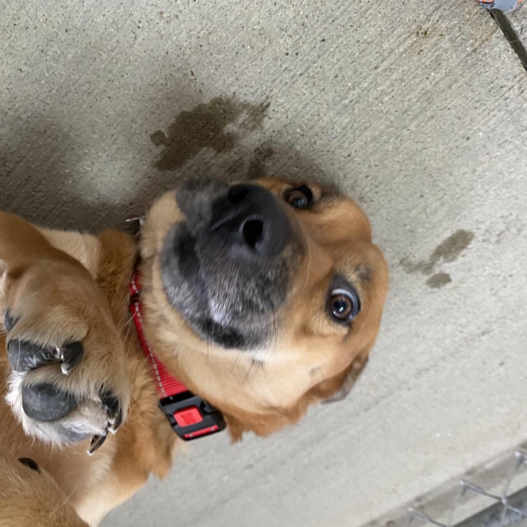 Enlarge Theodora, a Adoptable mixed breed in Delaware, OH image 5/6