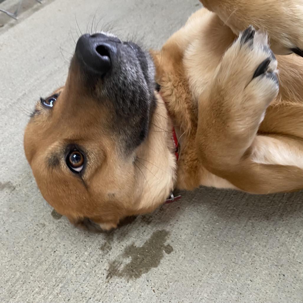 Enlarge Theodora, a Adoptable mixed breed in Delaware, OH image 6/6