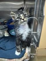 Enlarge Qt Rebra, a Adopted Domestic Long Hair in Manitowoc, WI image 1/1