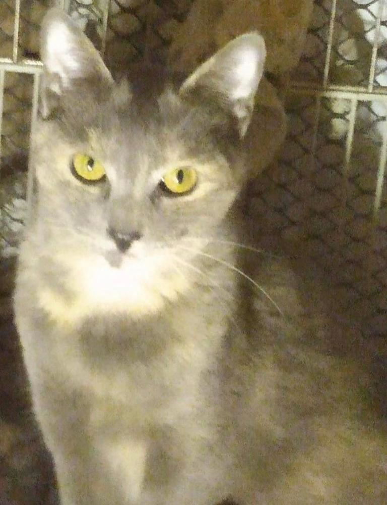 SWEET PEA, Adoptable, Adult Female Domestic Short Hair & Calico.