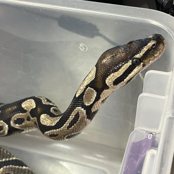 Enlarge Alfira, a Adoptable Ball Python in Durham, NC image 1/1
