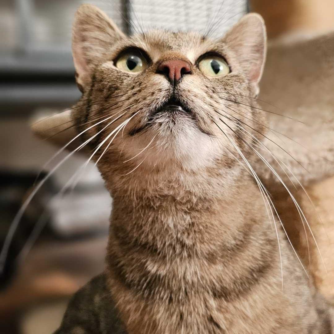 Charlotte, a Adoptable Domestic Short Hair in Wilsonville, OR image 1/6