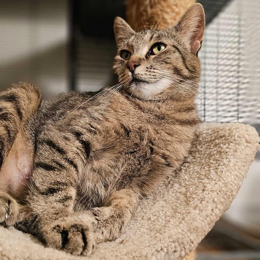 Charlotte, a Adoptable Domestic Short Hair in Wilsonville, OR image 2/6