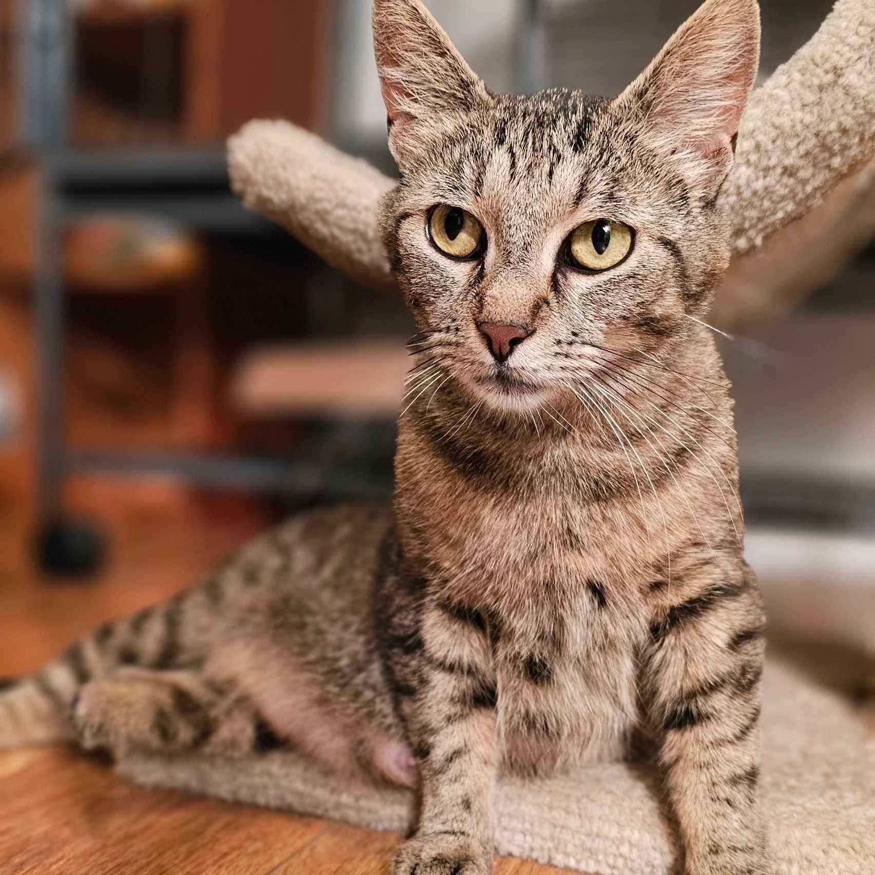 Charlotte, a Adoptable Domestic Short Hair in Wilsonville, OR image 3/6