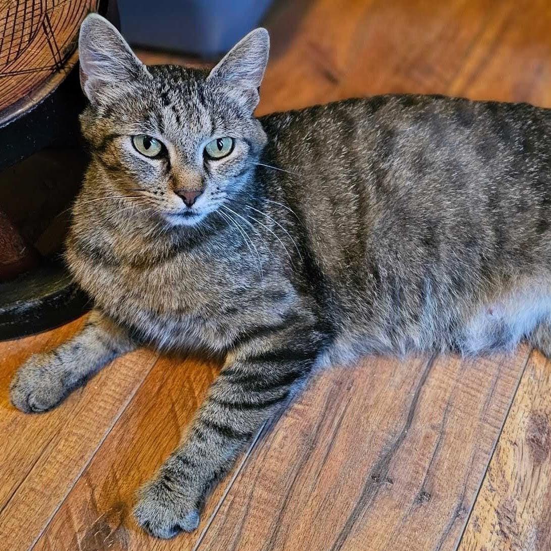 Charlotte, a Adoptable Domestic Short Hair in Wilsonville, OR image 4/6