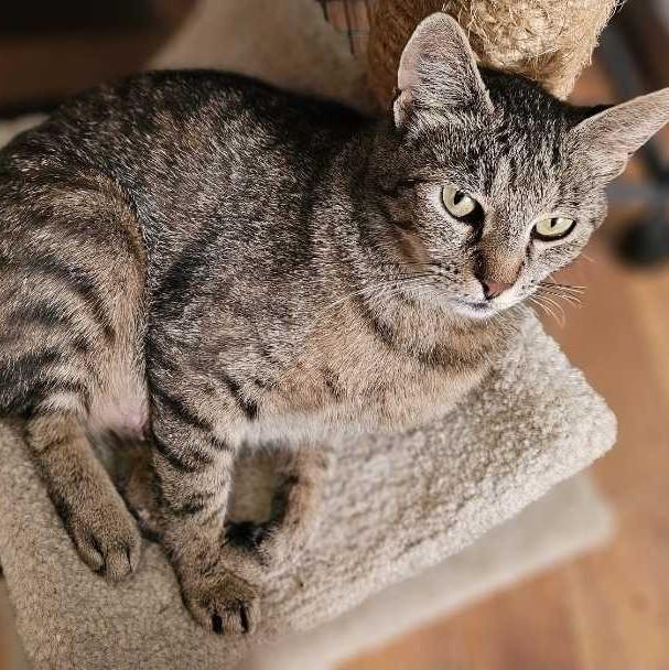 Charlotte, a Adoptable Domestic Short Hair in Wilsonville, OR image 5/6