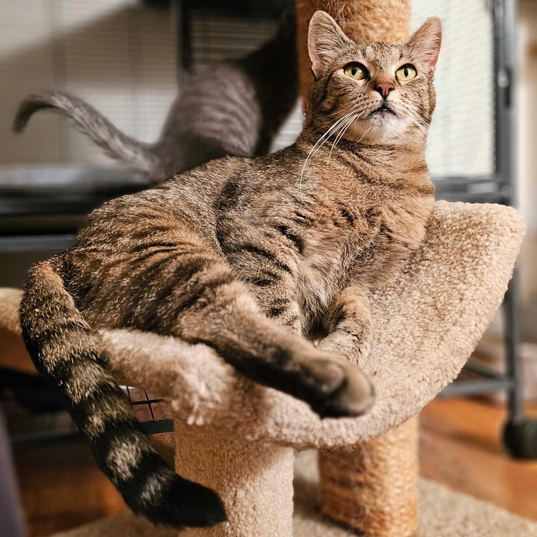 Charlotte, a Adoptable Domestic Short Hair in Wilsonville, OR image 6/6