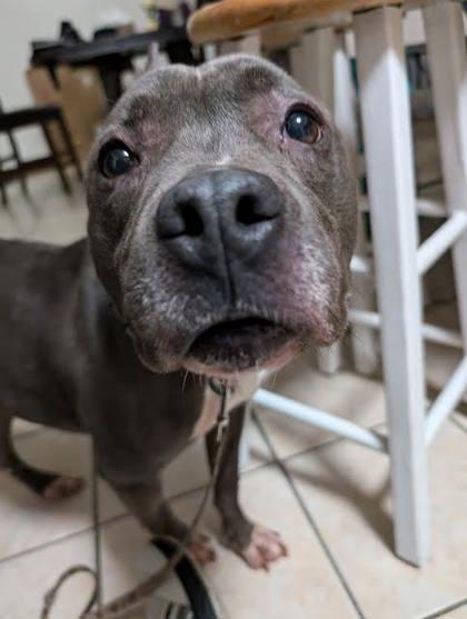 Enlarge Skye (160207) (In a foster home), a ADOPTABLE Pit Bull Terrier in Baton Rouge, LA image 4/6