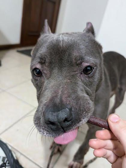 Enlarge Skye (160207) (In a foster home), a ADOPTABLE Pit Bull Terrier in Baton Rouge, LA image 5/6