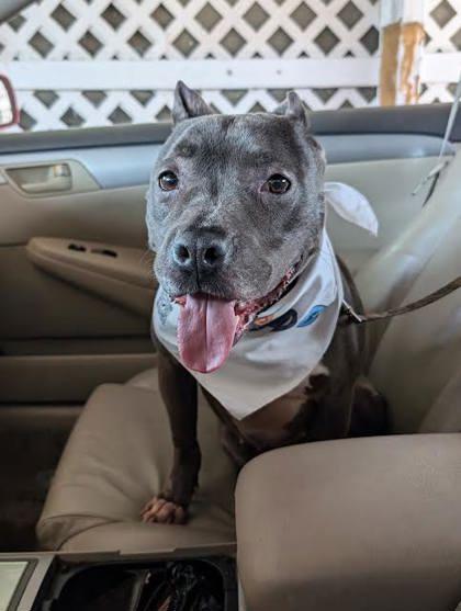 Enlarge Skye (160207) (In a foster home), a ADOPTABLE Pit Bull Terrier in Baton Rouge, LA image 6/6