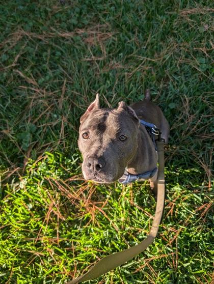 Enlarge Skye (160207) (In a foster home), a ADOPTABLE Pit Bull Terrier in Baton Rouge, LA image 1/6