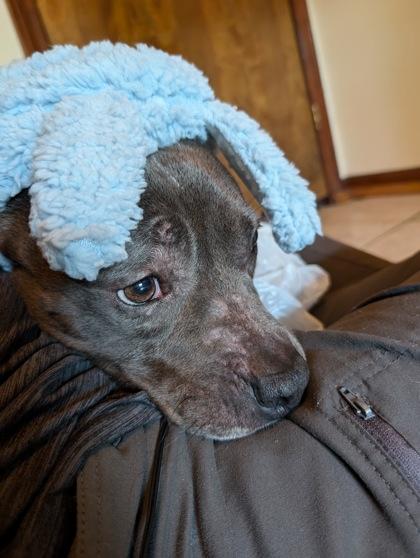 Enlarge Skye (160207) (In a foster home), a ADOPTABLE Pit Bull Terrier in Baton Rouge, LA image 2/6