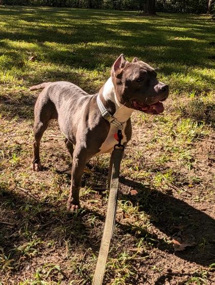 Enlarge Skye (160207) (In a foster home), a ADOPTABLE Pit Bull Terrier in Baton Rouge, LA image 3/6