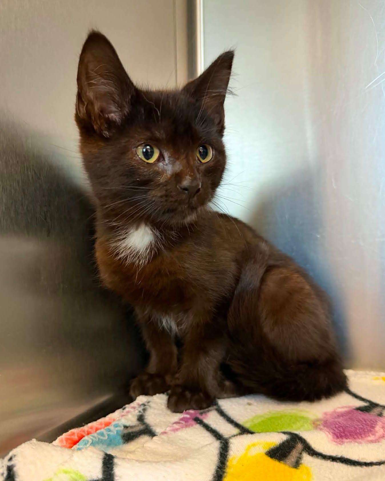 Enlarge Cinder, an adopted mixed breed in Fremont, MI image 1/1