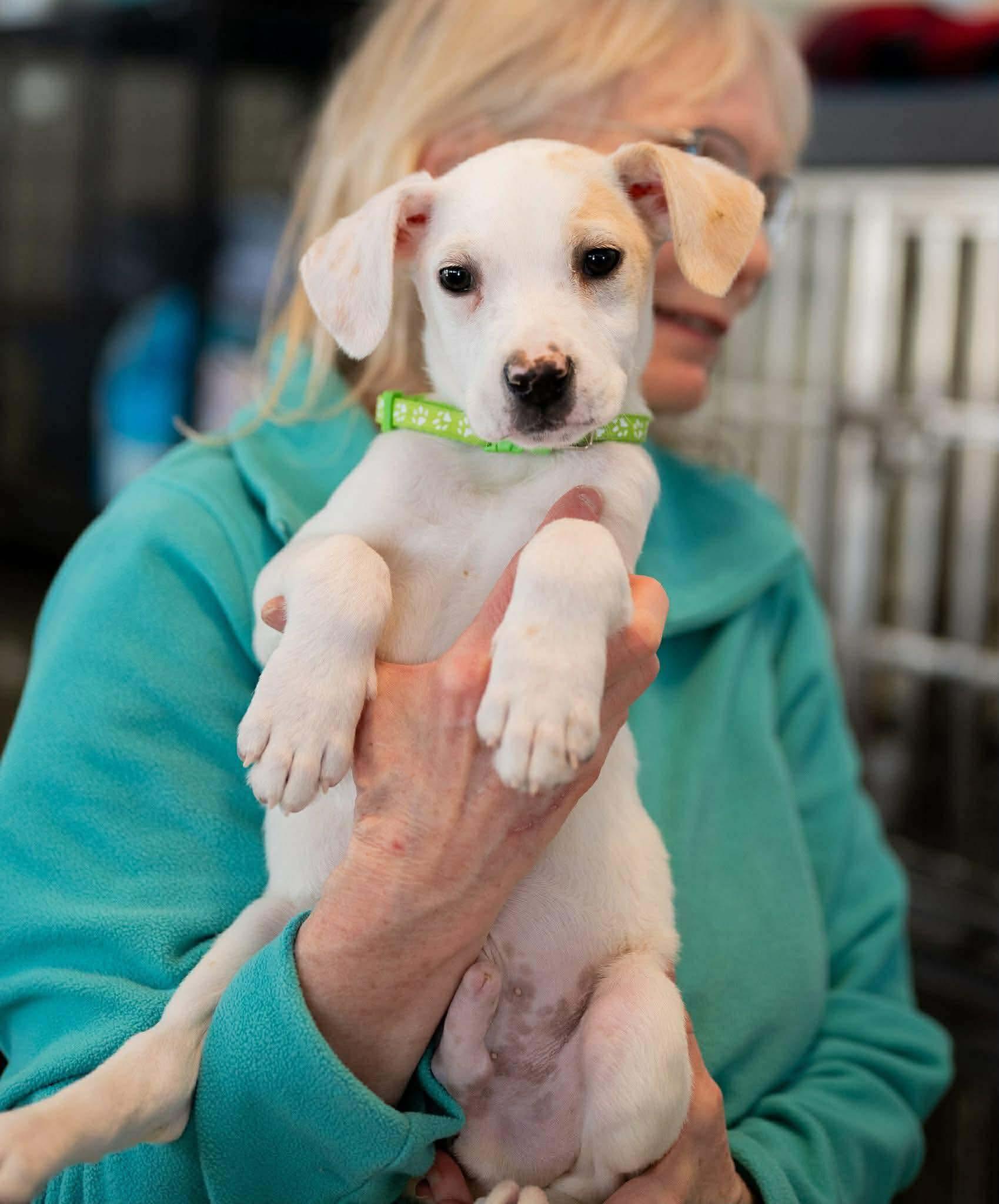 Bo, adopted, Puppy Male Mixed Breed.