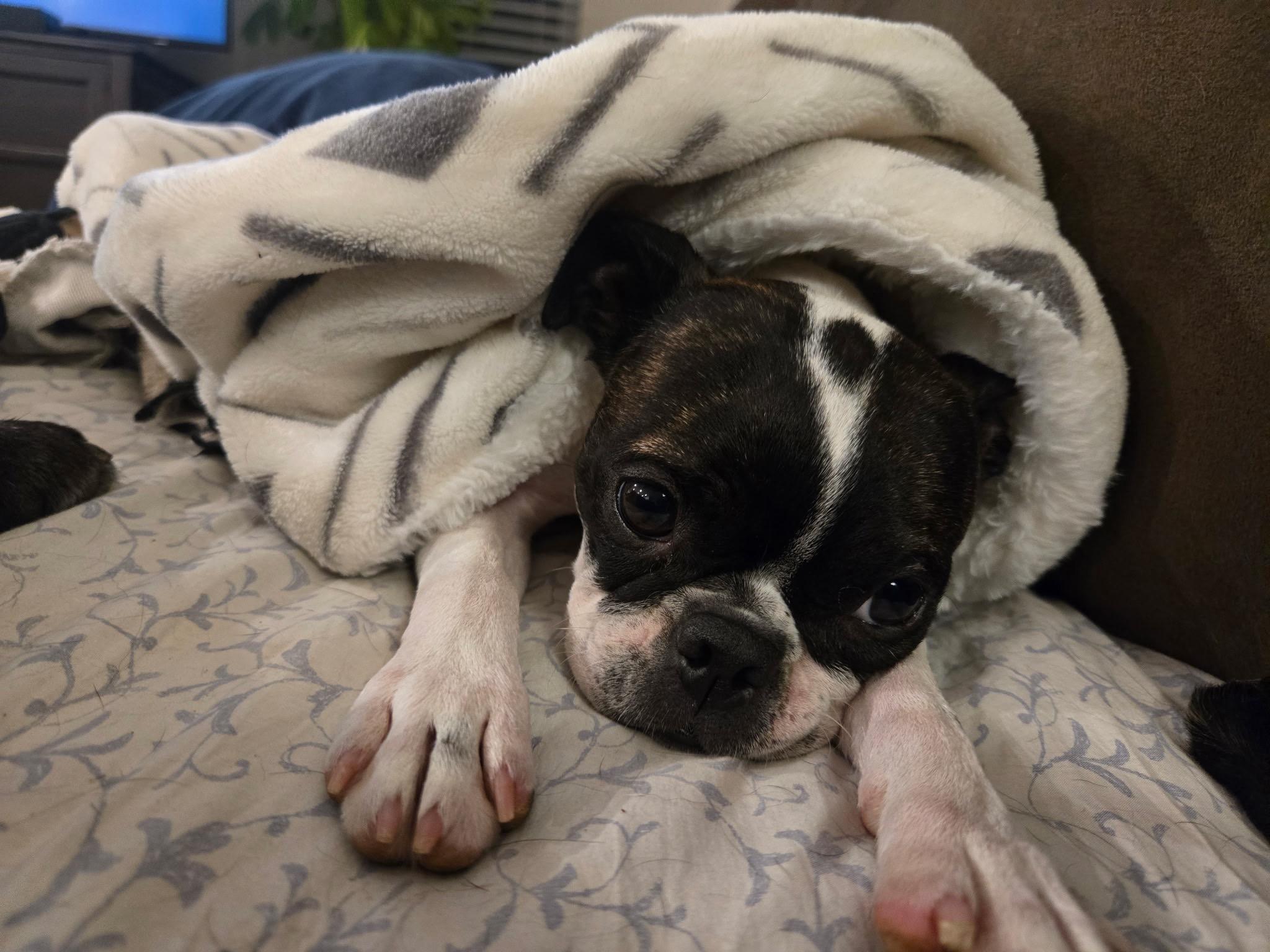 Enlarge Malia - pending, a Adoptable Boston Terrier in Kansas City, MO image 3/6