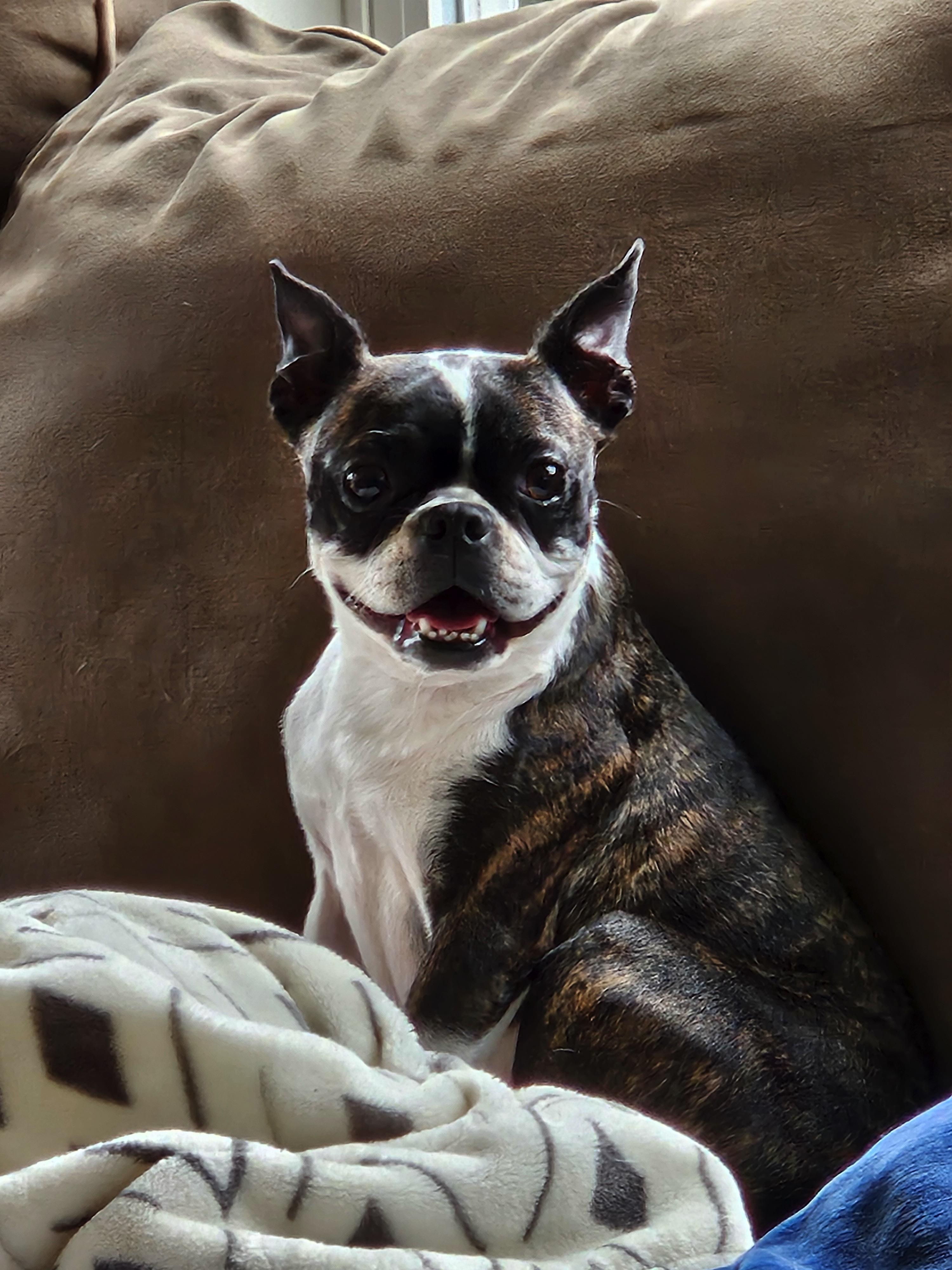 Malia - pending, Adoptable, Young Female Boston Terrier.