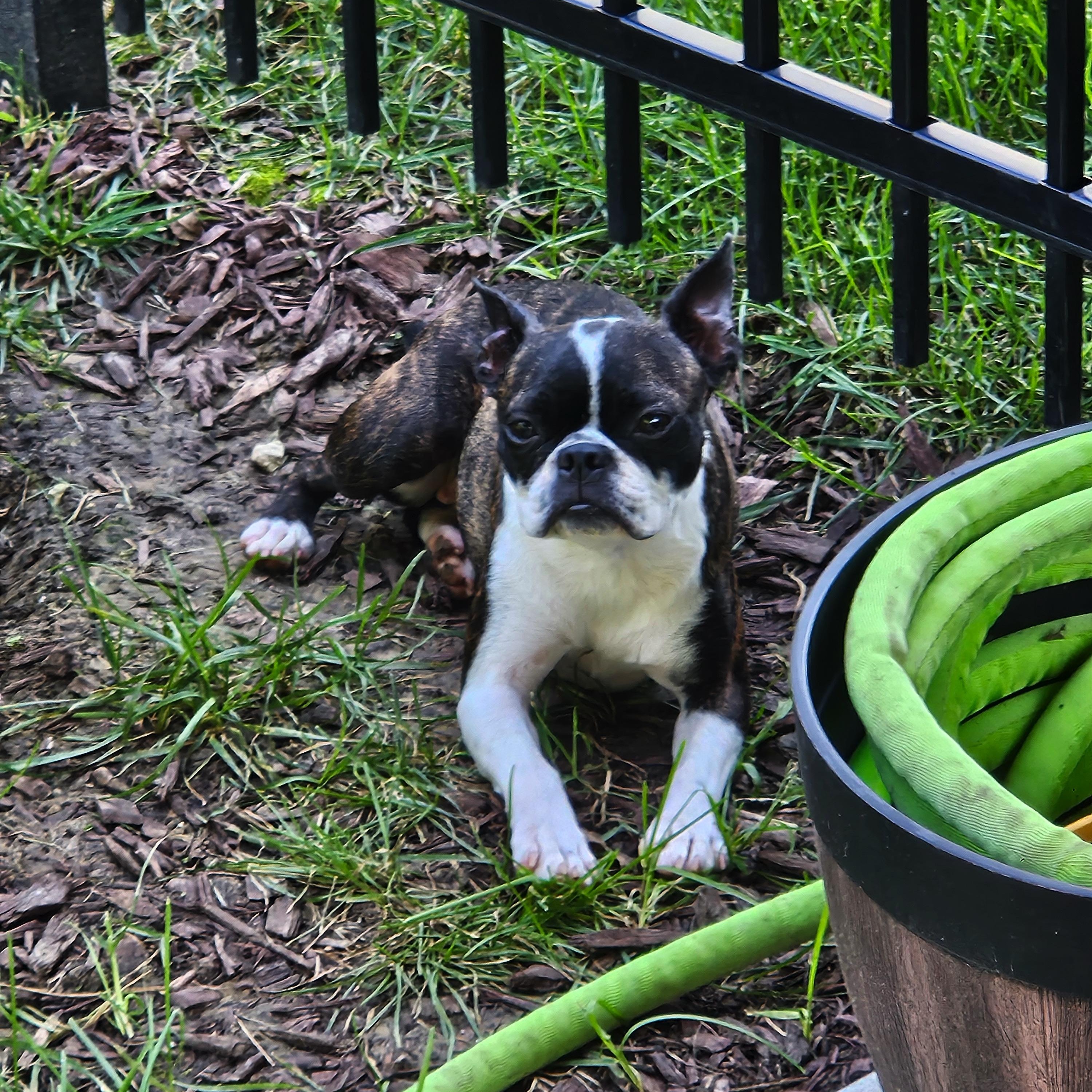 Enlarge Malia - pending, a Adoptable Boston Terrier in Kansas City, MO image 2/6