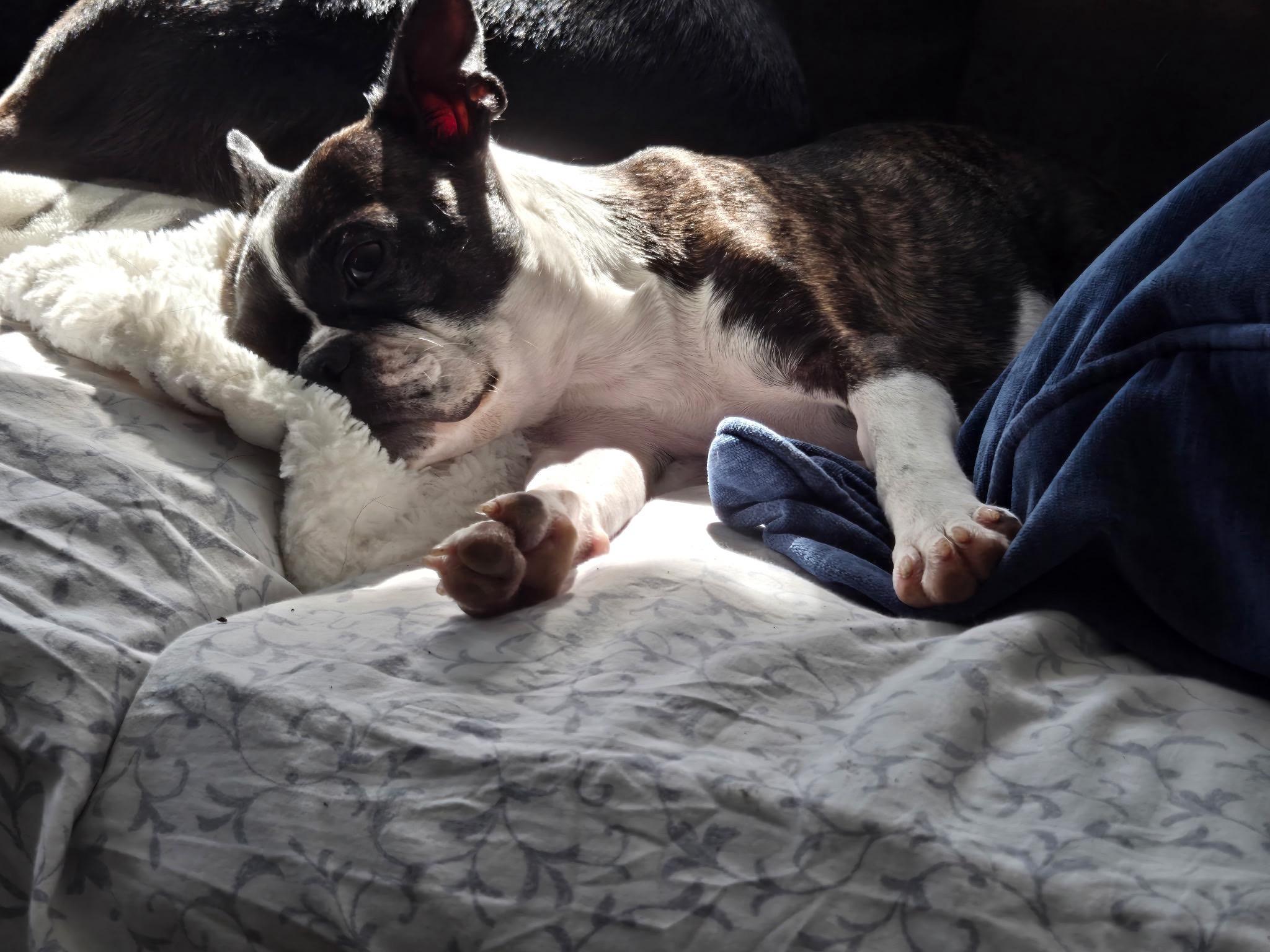Enlarge Malia - pending, a Adoptable Boston Terrier in Kansas City, MO image 5/6