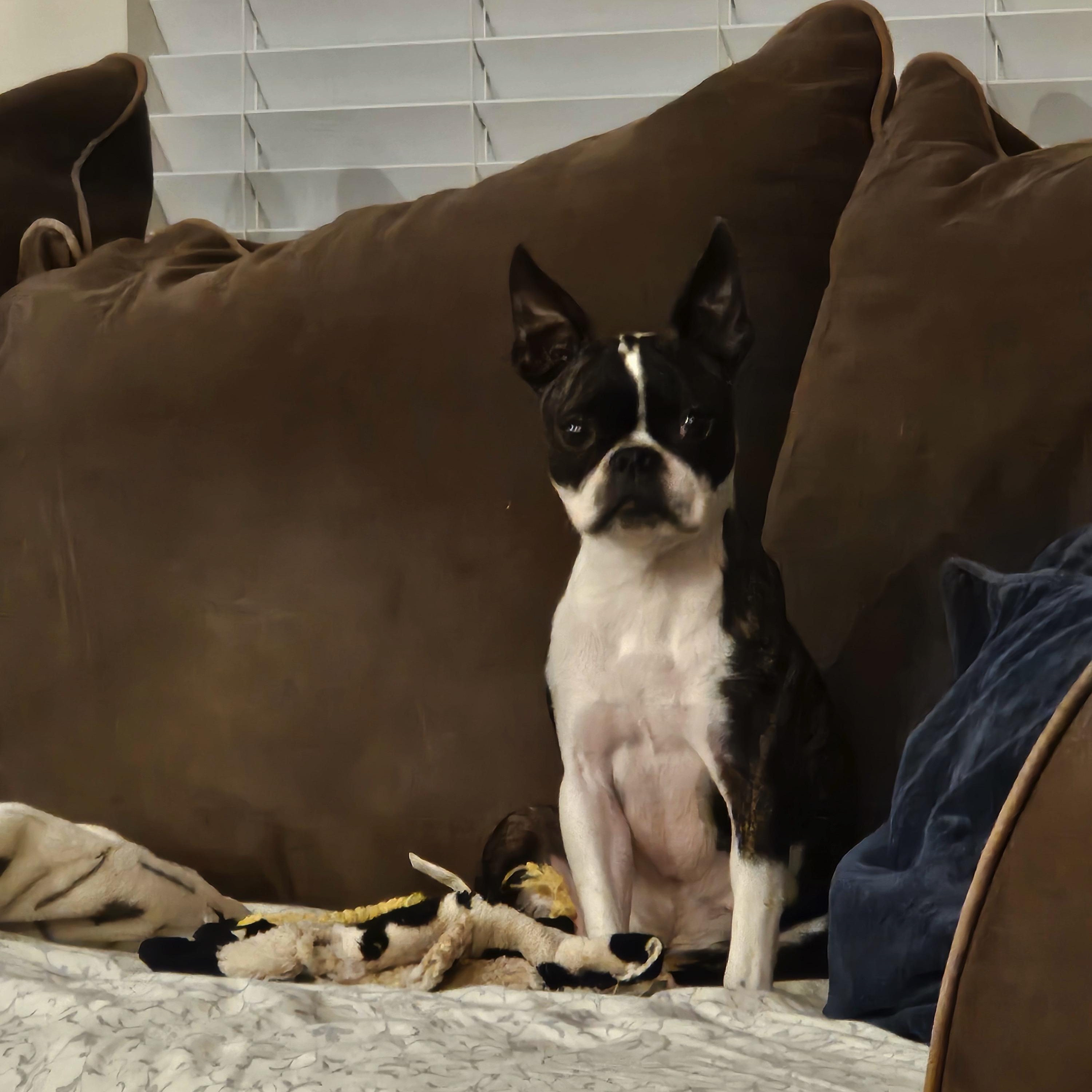 Enlarge Malia - pending, a Adoptable Boston Terrier in Kansas City, MO image 4/6