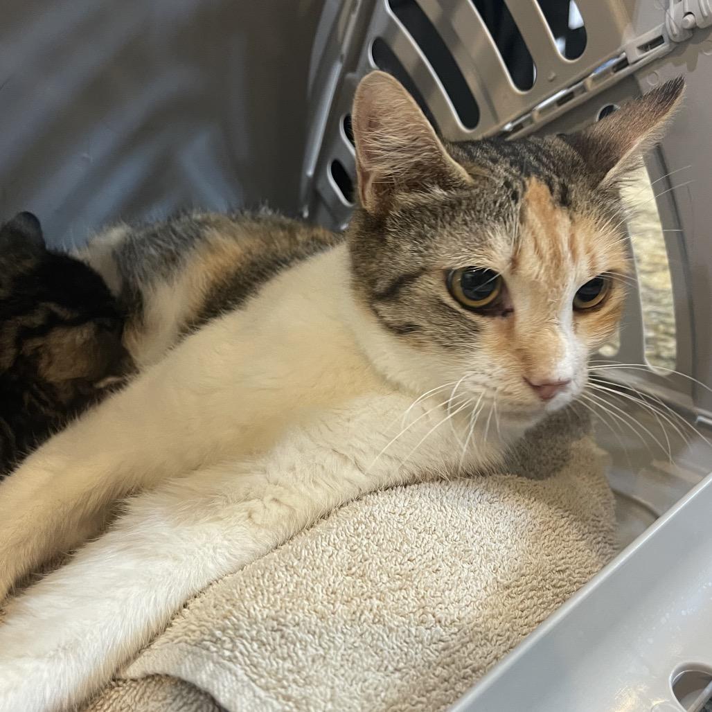 Enlarge Princesa, a Adoptable Domestic Short Hair in Flower Mound, TX image 1/6