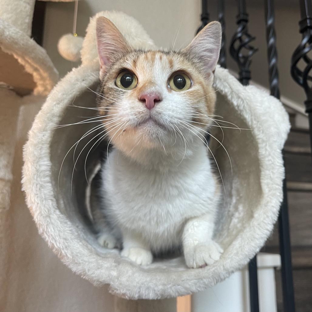 Enlarge Princesa, a Adoptable Domestic Short Hair in Flower Mound, TX image 2/6