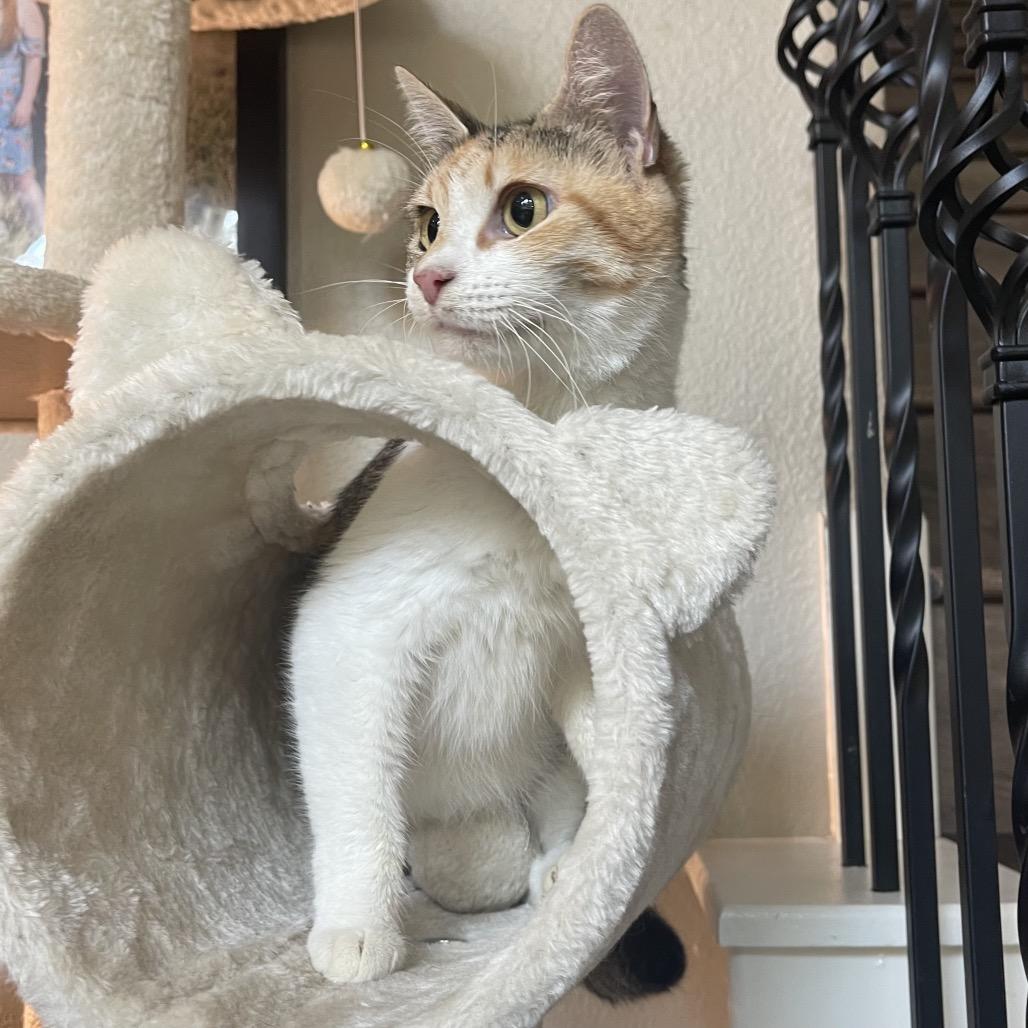 Enlarge Princesa, a Adoptable Domestic Short Hair in Flower Mound, TX image 3/6