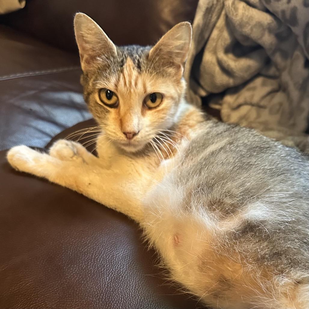 Enlarge Princesa, a Adoptable Domestic Short Hair in Flower Mound, TX image 4/6