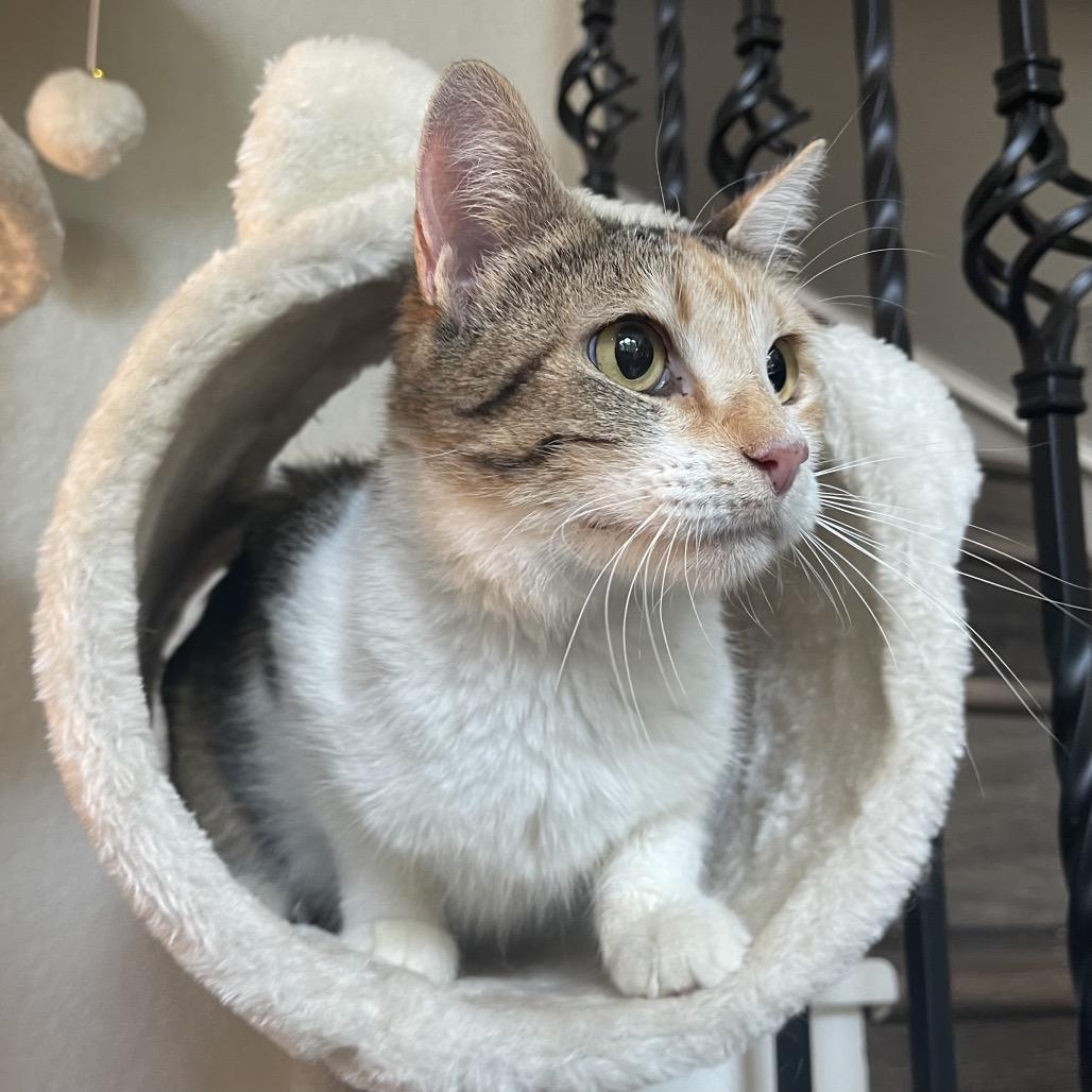 Enlarge Princesa, a Adoptable Domestic Short Hair in Flower Mound, TX image 5/6