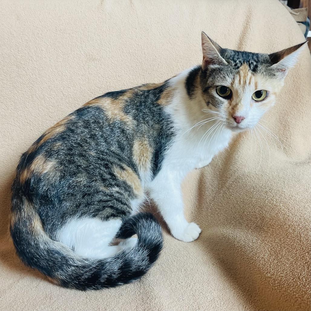 Enlarge Princesa, a Adoptable Domestic Short Hair in Flower Mound, TX image 6/6