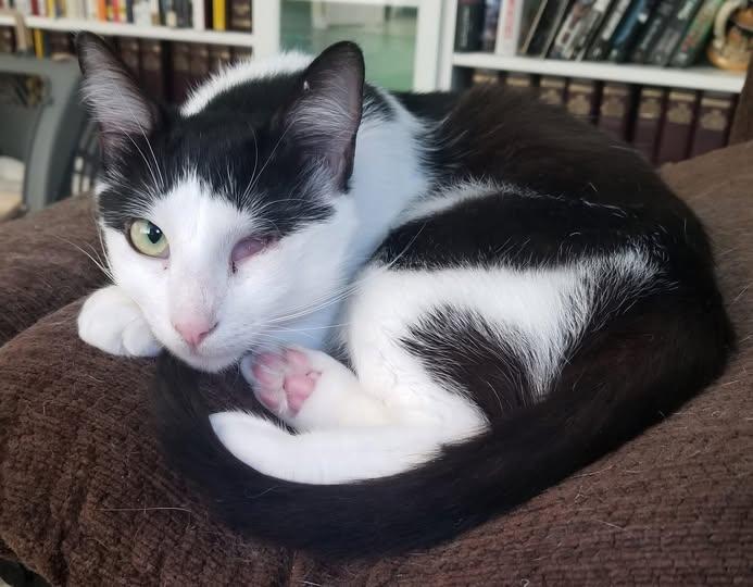 Enlarge Eye-ris, a Adoptable Domestic Short Hair in Wilmington, NC image 1/1