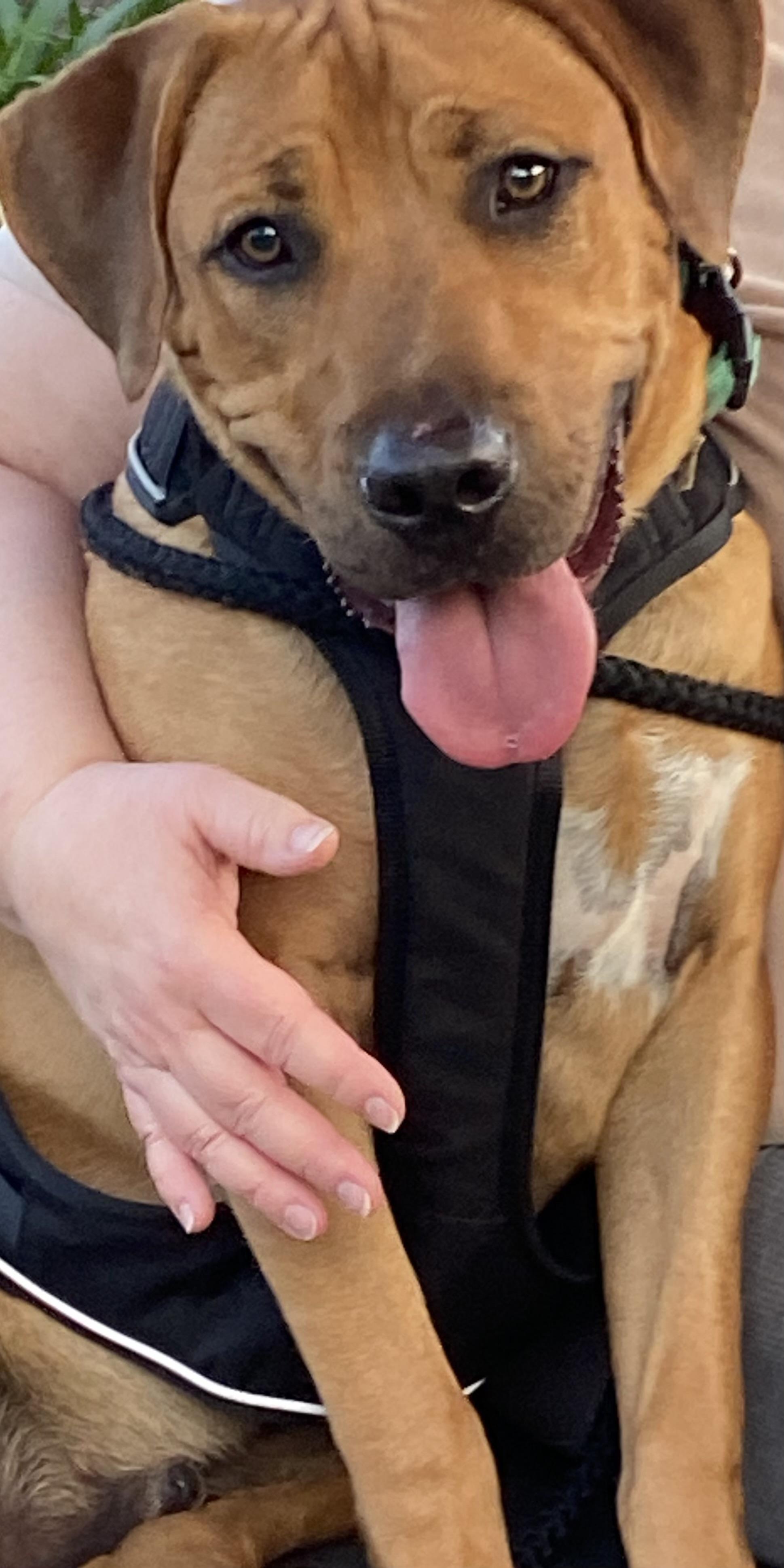 Rocky - Loves to go for Rides!