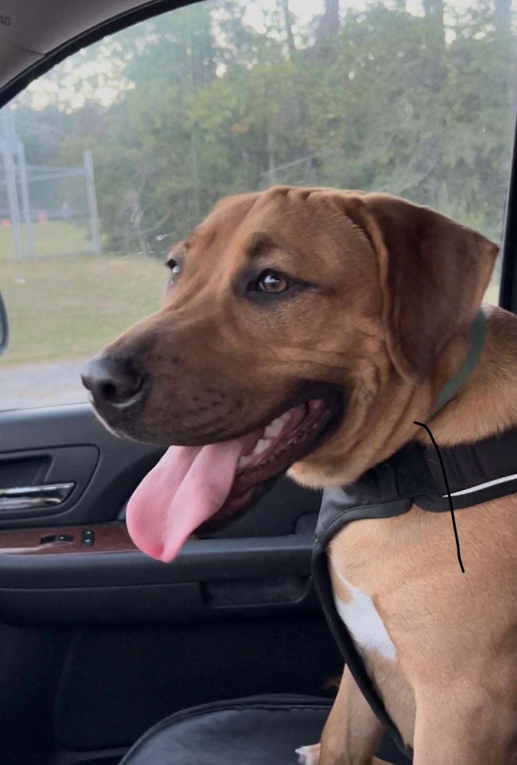 Rocky - Loves to go for Rides!, Adoptable, Young Male Terrier & Shepherd.