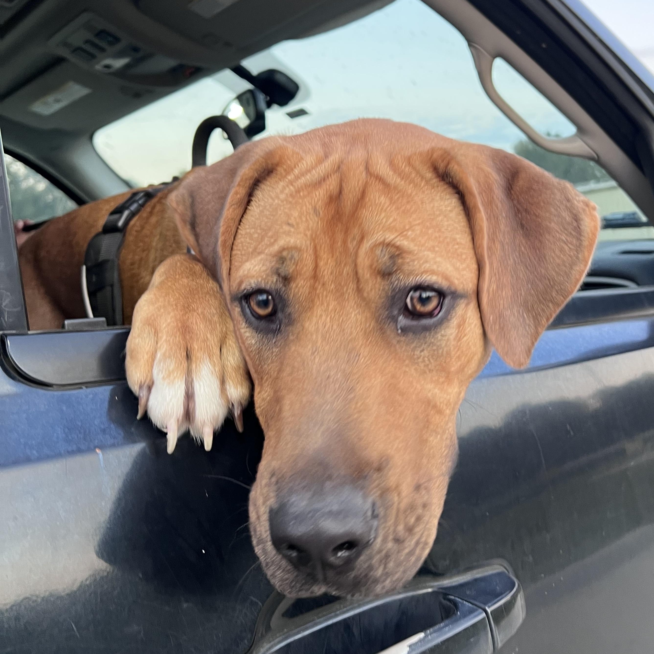 Enlarge Rocky - Loves to go for Rides!, a Adoptable mixed breed in Houston, TX image 3/6