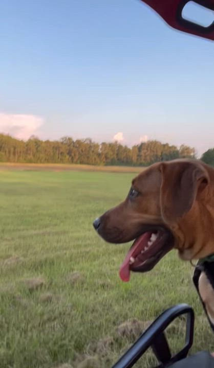 Enlarge Rocky - Loves to go for Rides!, a Adoptable mixed breed in Houston, TX video 6/6
