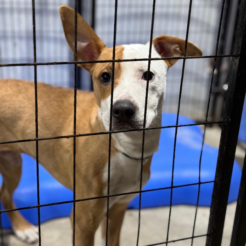 Enlarge Caution, a Adoptable mixed breed in Fort Smith, AR image 1/3