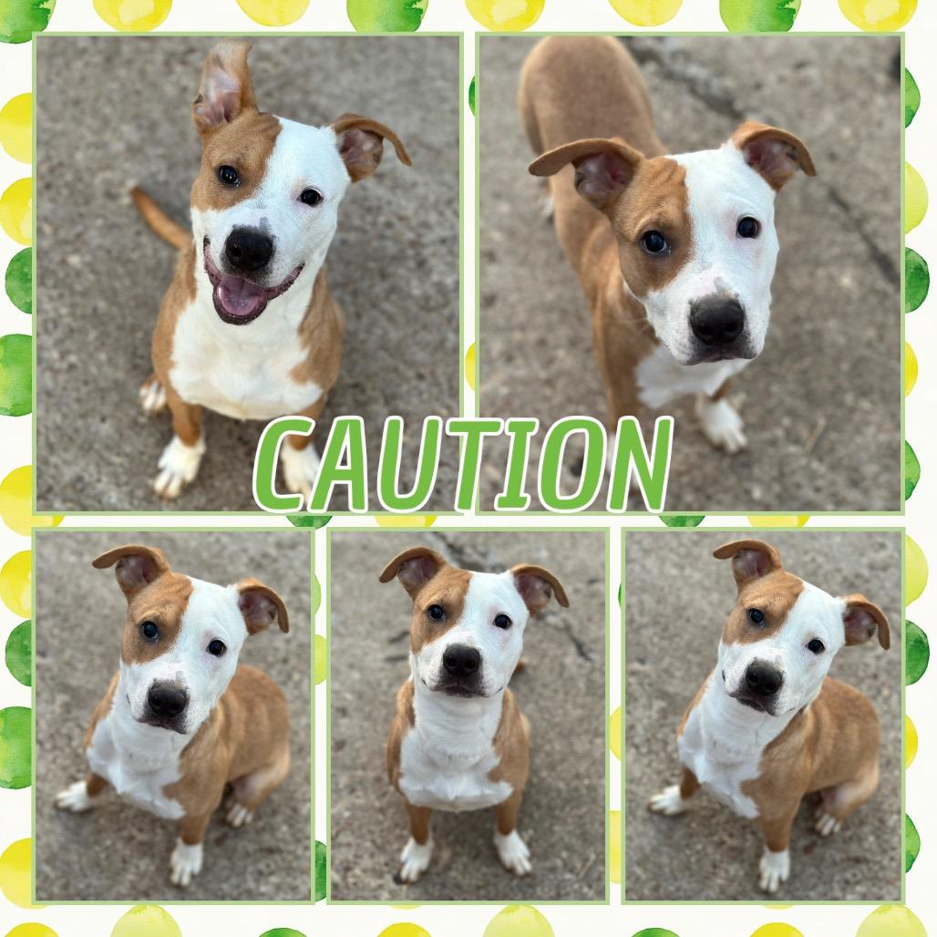 Enlarge Caution, a Adoptable mixed breed in Fort Smith, AR image 2/3