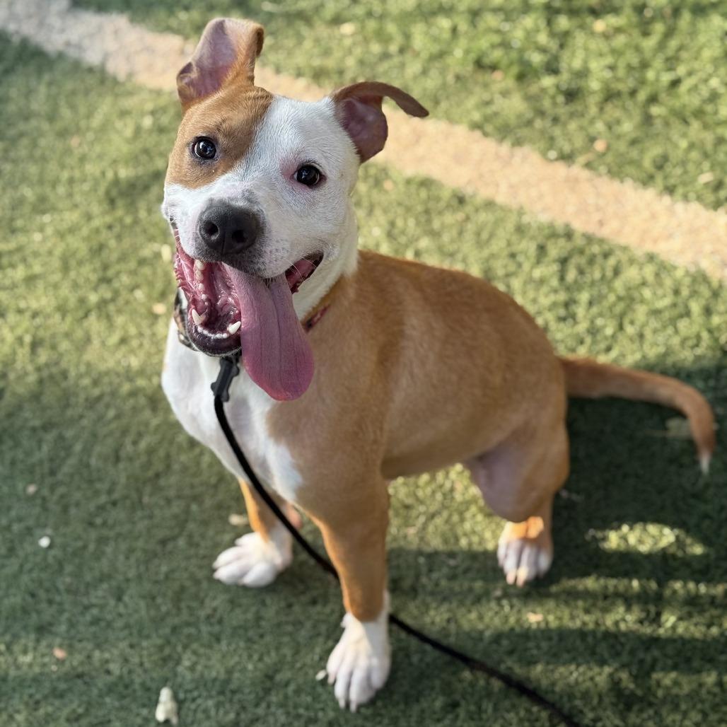 Enlarge Caution, a Adoptable mixed breed in Fort Smith, AR image 3/3