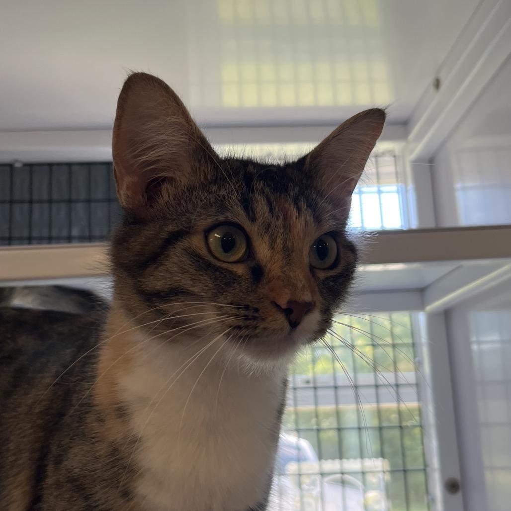 June, Adoptable, Young Female Domestic Short Hair.