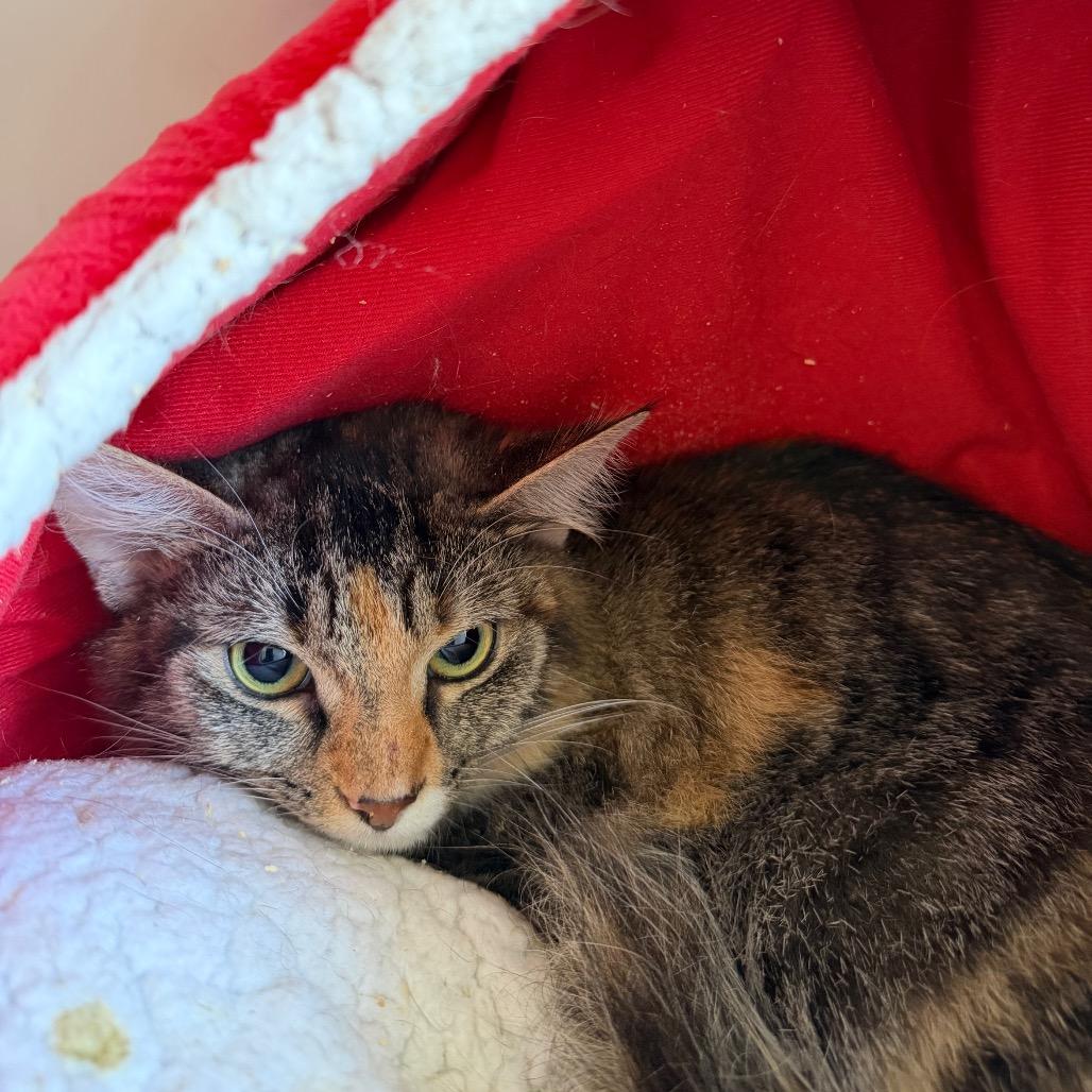 June, Adoptable, Young Female Domestic Short Hair.