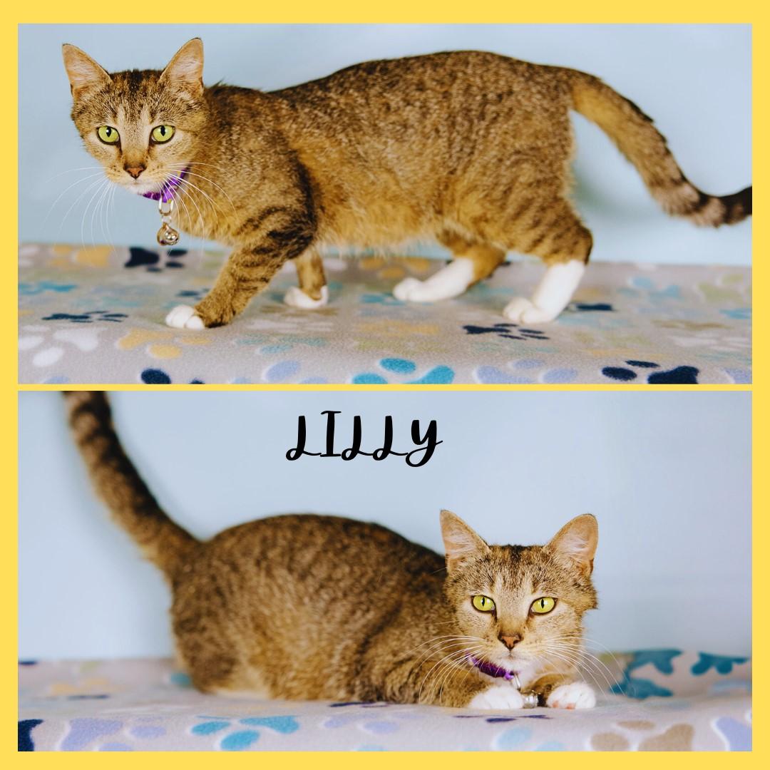 Lilly